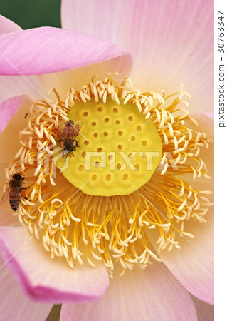 蜜蜂，蓮花 30763347