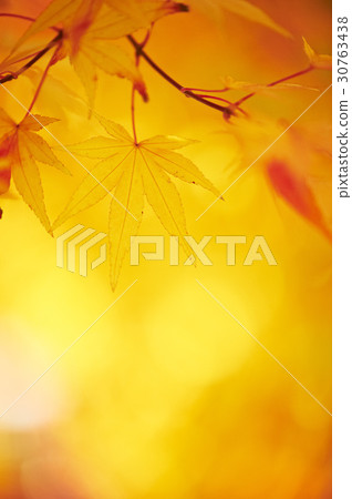 Maple leaf Maple leaf 30763438