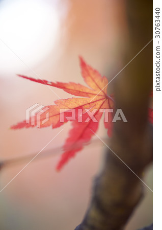 Maple leaf Maple leaf 30763440