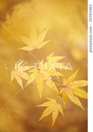 Maple leaf Maple leaf 30763463