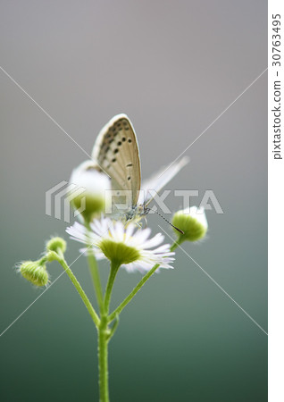 Southern Butterfly Southern Butterfly 30763495