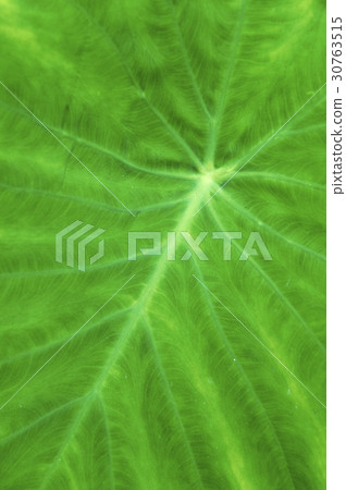 Taro leaf Taro leaf 30763515