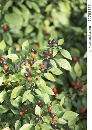Flower pepper Flower pepper 30763576