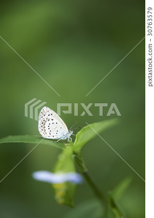 Southern Butterfly 30763579