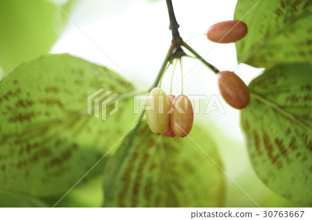 玉米油 玉米油 30763667