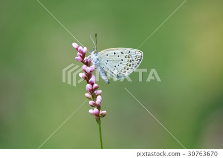 Southern Butterfly 30763670