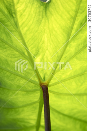 Taro leaf Taro leaf 30763742