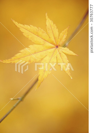 Maple leaf Maple leaf 30763777
