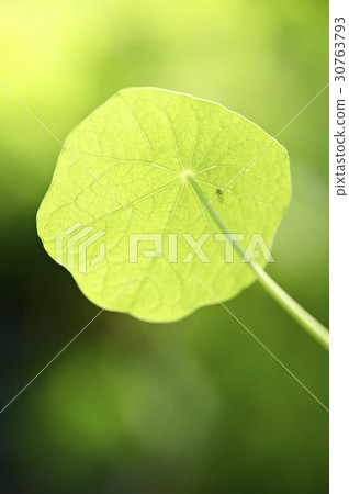 Hanryeonhwa 30763793