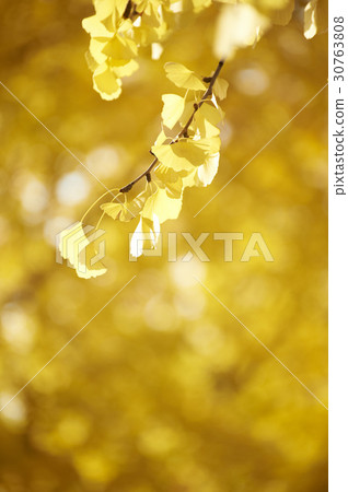 Ginkgo leaf Ginkgo leaf 30763808