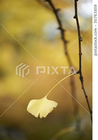 Ginkgo leaf Ginkgo leaf 30763809