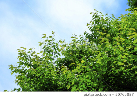 Fresh green and blue sky 30763887