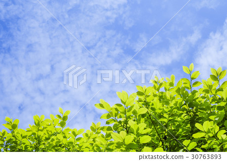 Fresh green and blue sky 30763893