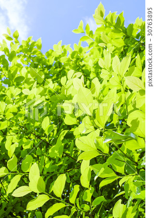 Fresh green and blue sky 30763895