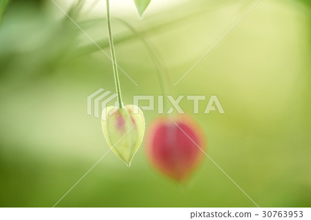 Abutilon Abutilon 30763953