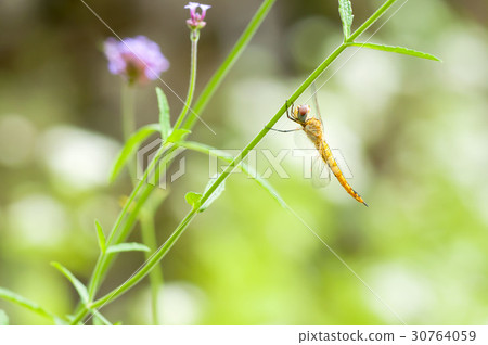 Ushubitimbo Ushubitimbo 30764059