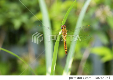 Ushubitimbo 30764061