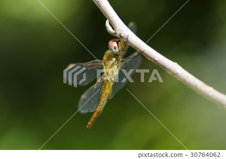 Ushubitimbo 30764062