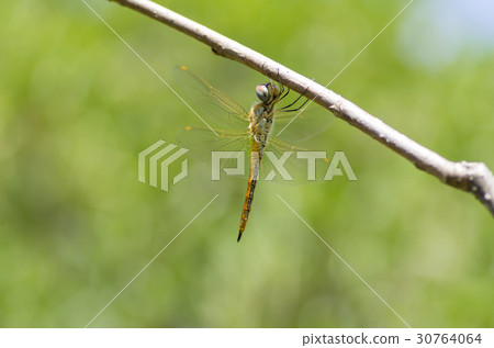 Ushubitimbo 30764064