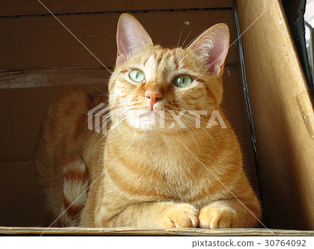 Animal, Care, Huang, God, Eye Care 30764092