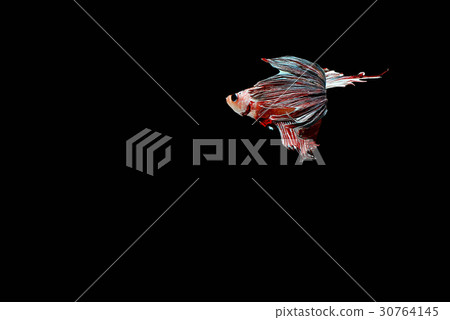 siamese fighting fish isolated on black backgroun siamese fighting fish isolated on black backgroun 30764145