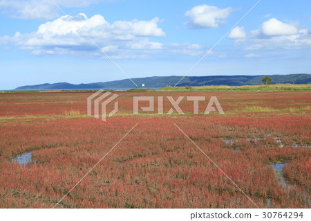 Nogei湖珊瑚草布料 Nogei湖珊瑚草布料 30764294