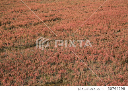Nogei Lake coral grass cloth fabric 30764296