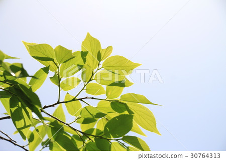 新的綠色形象 新的綠色形象 30764313