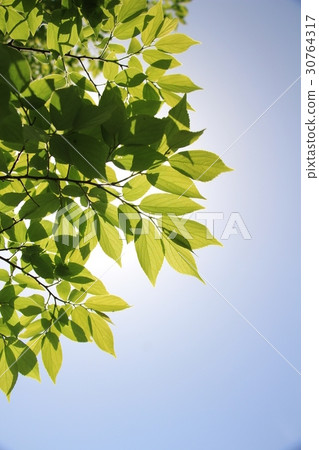 新的綠色形象 30764317