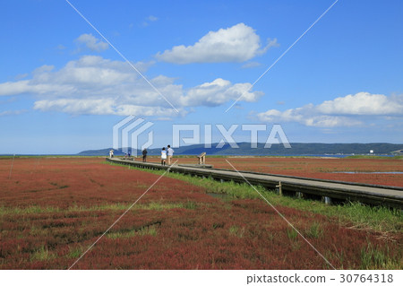 Nogei湖珊瑚草布料 30764318