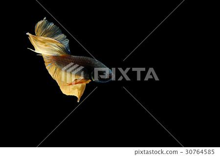 siamese fighting fish isolated on black backgroun 30764585