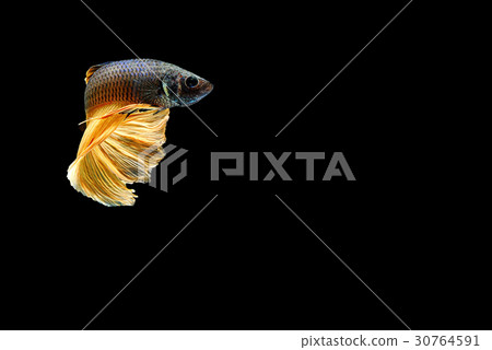 siamese fighting fish isolated on black backgroun 30764591