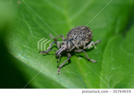 Hanaurus象鼻蟲，札幌市 30764659