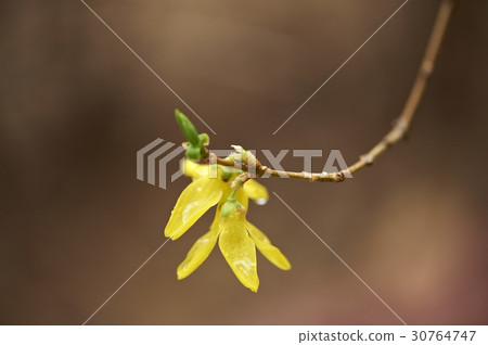 forsythia forsythia 30764747