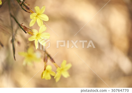 Youngchunhwa Youngchunhwa 30764770