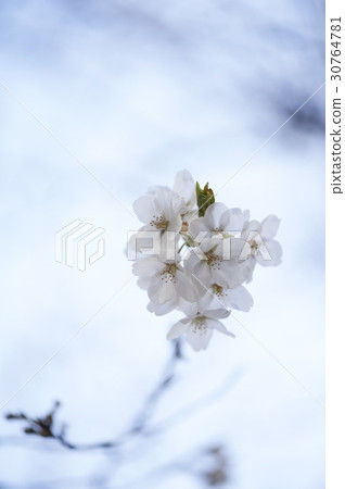 櫻桃樹 30764781