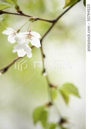 Cherry Blossom 30764820