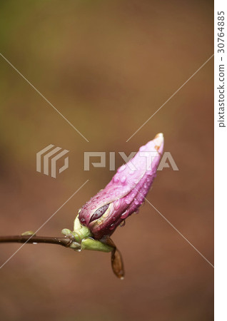 Slaughterhouse Slaughterhouse 30764885