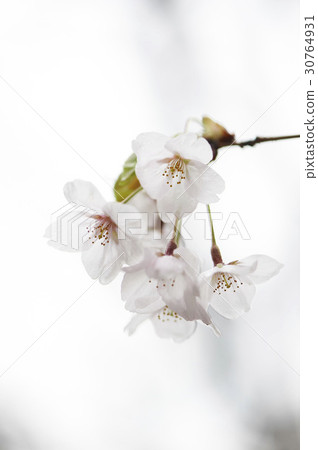 櫻桃樹 櫻桃樹 30764931