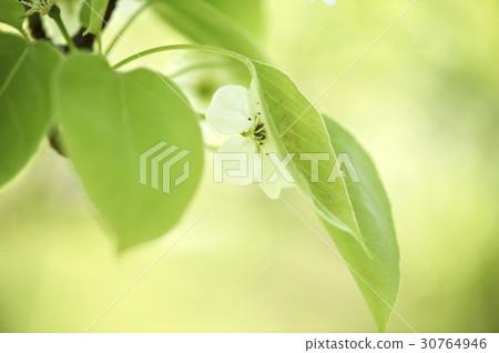 Flower Flower 30764946