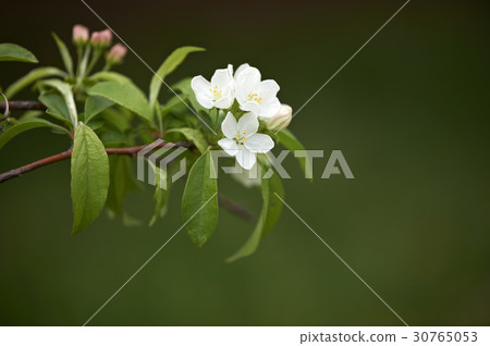 蘋果花 30765053