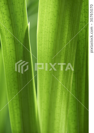 菖蒲 菖蒲 30765070