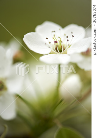 Flower Flower 30765074