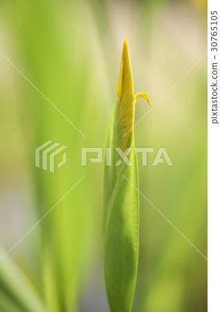 鳶尾花 30765105