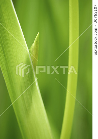 菖蒲 30765107