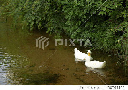 鴨 鴨 30765131