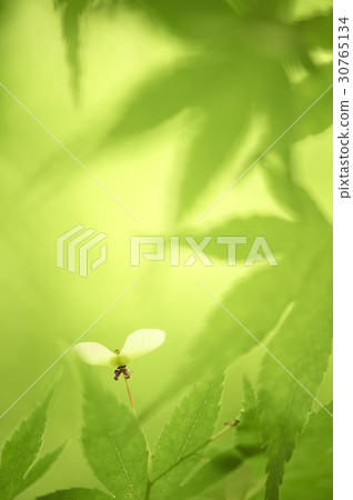 楓葉 30765134