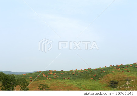 Seo, Seosan Ranch, Seosan, Chungnam 30765145