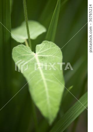 leaf leaf 30765214