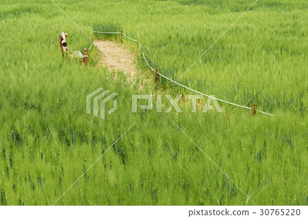 大麥場 30765220
